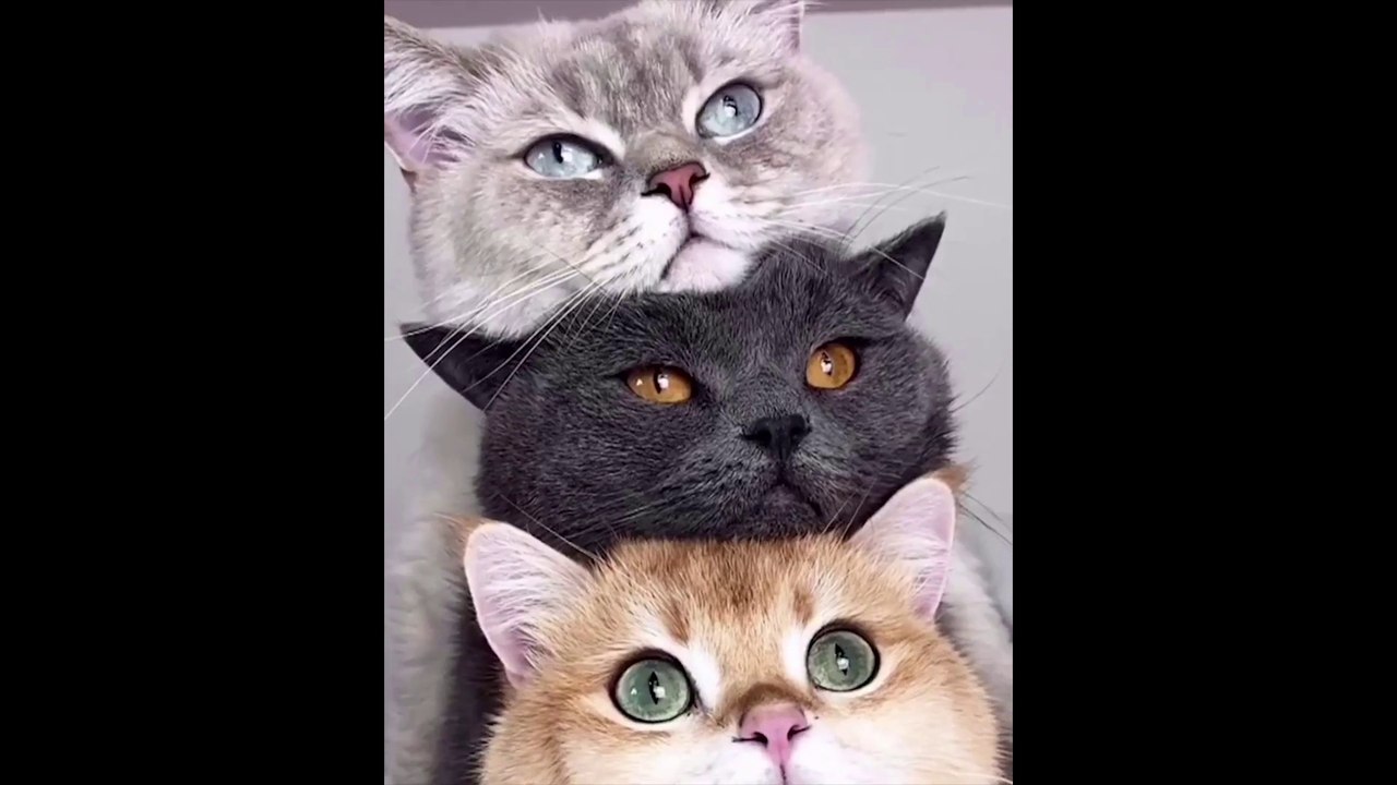 Kitty in Numbers
