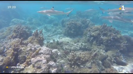 Requins : les scolaires sensibilisés à leur protection