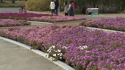 깊어가는 가을 국화꽃 향기 퍼지는 수목원...마스크는 필수! / YTN