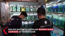 Bisnis Ikan Cupang Justru Melejit Sejak Pandemi Covid-19