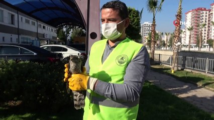 Tedavisinin ardından salınan atmacaya kargalar saldırdı