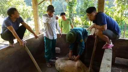 Cao thủ bắt lợn | The master catches pigs