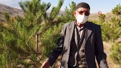 ‘Orman Dede’, Babadan Kalma Arazisini 11 Yılda Ormana Dönüştürdü