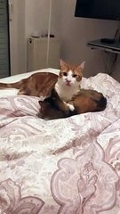 Συγκλονίζει η Αλεξάνδρα Παλαιολόγου: «Κλαίω με λυγμούς…»!