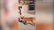 نمر يتجول في الشارع مع صاحبه.. ما قصته؟