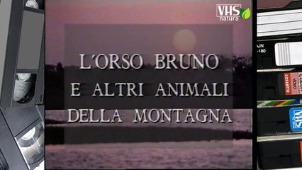 L' ORSO BRUNO E ALTRI ANIMALI DELLA MONTAGNA