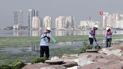 İzmir sahillerine “deniz marulu” istilası