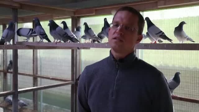 New Kim, la paloma más cara del mundo que vale más de un millón de euros