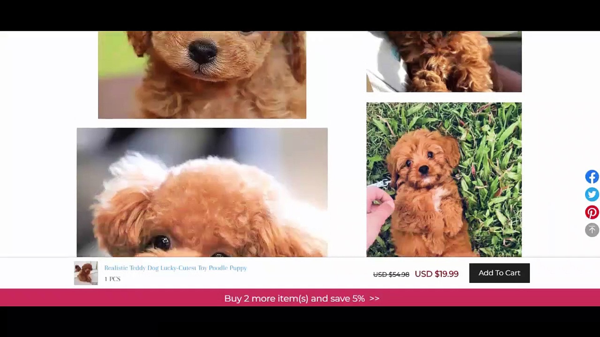realistic teddy dog video on facebook