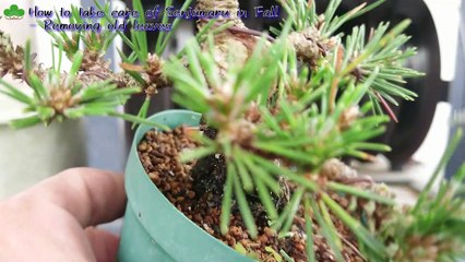 秋の千寿丸黒松盆栽の手入れ　古葉落とし　Removing old leaves - How to take care of Senjumaru in Fall_20201021