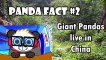Ryan play hide and Seek with Combo Panda and Learns Panda Facts!!!