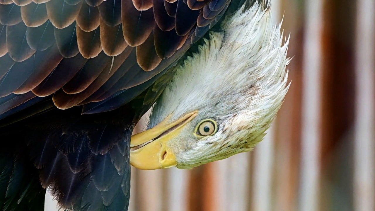 Eagle Close Up