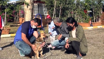 Küçük Almira, kendisini ısıran sokak köpeğini sevdi