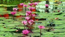 Wonders of the Monsoon - People of the Monsoon