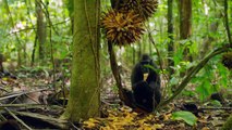 Wonders of the Monsoon - Strange Castaways