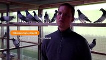 Belgian racing pigeon attracts bids worth $1.5 million