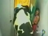 Cow Busts Through a Door