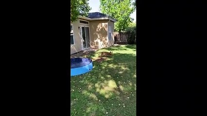 Miniature Golden Retriever Gets a Swimming Pool for his Birthday