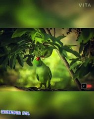 Aao sunau pyar ki ek kahani whatsapp status