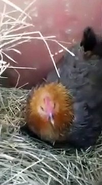 Cette poule couve... des chatons