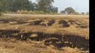 चाँदनपुर में प्रशासन की रोक के बाद भी किसान जला रहा है खेत में पराली