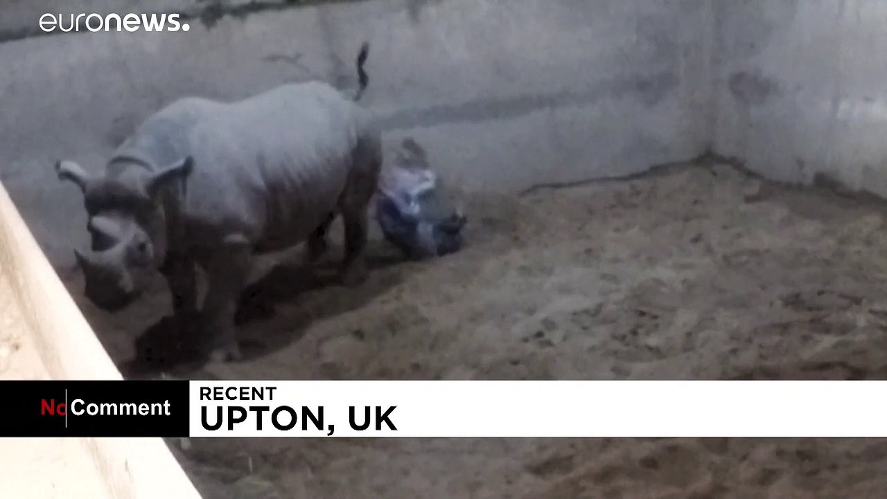 Vom Aussterben bedroht: Spitzmaulnashorn gebiert im Zoo