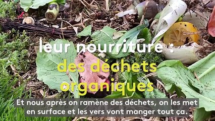Le lombricompostage, une solution naturelle pour valoriser les biodéchets