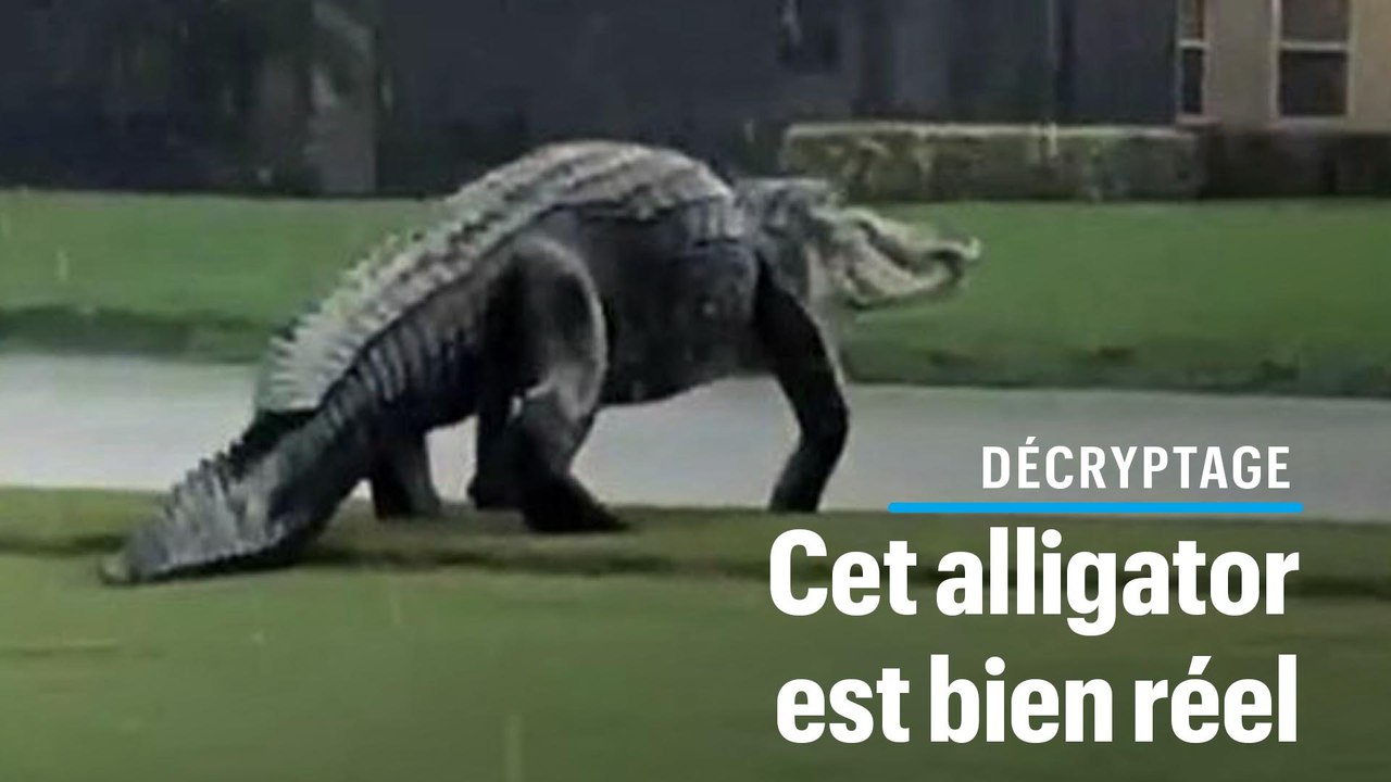 Alligator géant filmé en Floride : «Ce n’est ni un fake, ni exceptionnel»