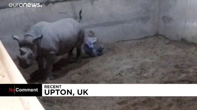 Рождение носорога: Попытка , Девочка или Город ?