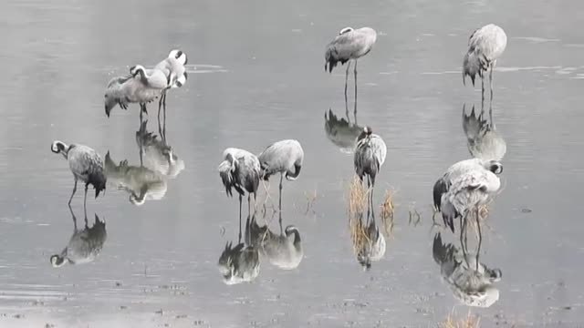 El espectáculo de las grullas de la laguna de Gallocanta regresa fiel a su cita