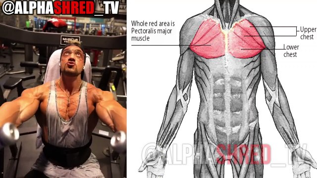 12 MEILLEURS EXERCICES DE Poitrine QUE VOUS DEVRIEZ FAIRE DES RÉSULTATS 99999%