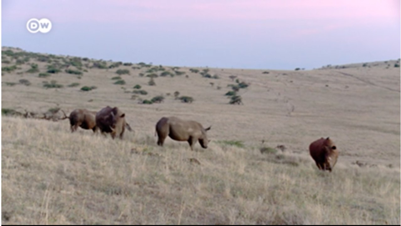 tn7-Kenia-una-reserva-para-el-rinoceronte-negro...