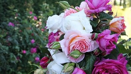 Country property enjoying rose renaissance following summer fires