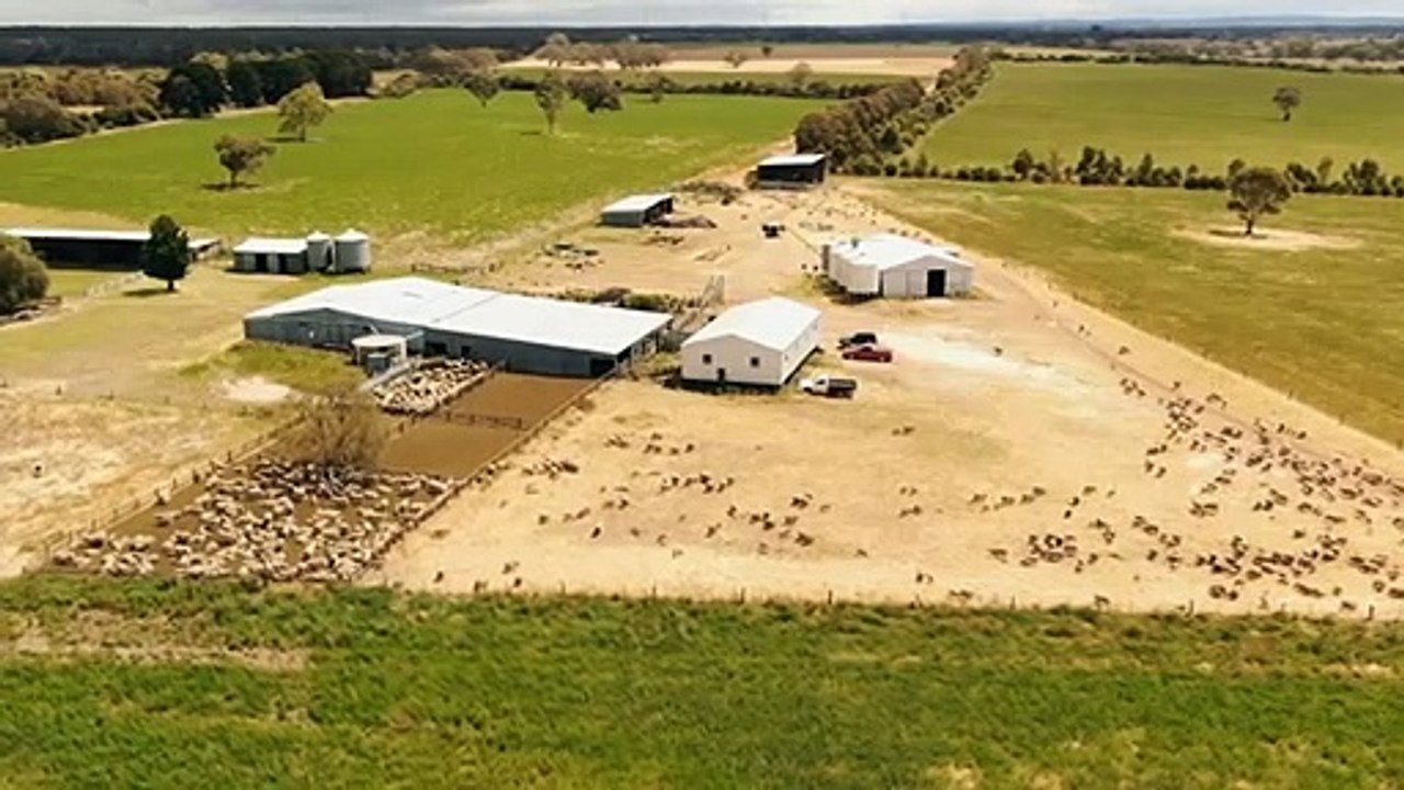 Fly-strike resistant sheep being bred to avoid mulesing