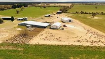 Fly-strike resistant sheep being bred to avoid mulesing