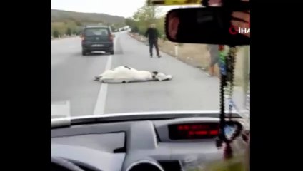 Arabanın çarptığı inek, "Hemen keselim" sözünü duyunca bir anda ayaklandı