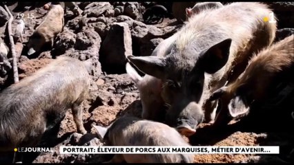 Portrait : éleveur de porcs aux Marquises, métier d'avenir