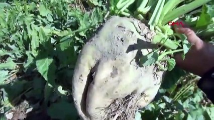 Tarlasına kurduğu güneş enerji santraliyle 180 ton daha fazla pancar üretti