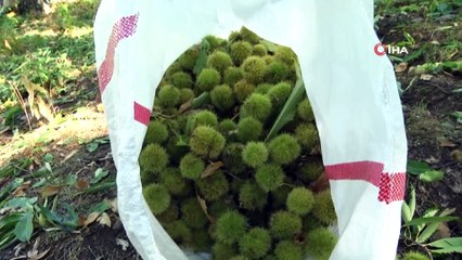 Kestane Hasadı Bitti, Şeker Üretimi Başladı