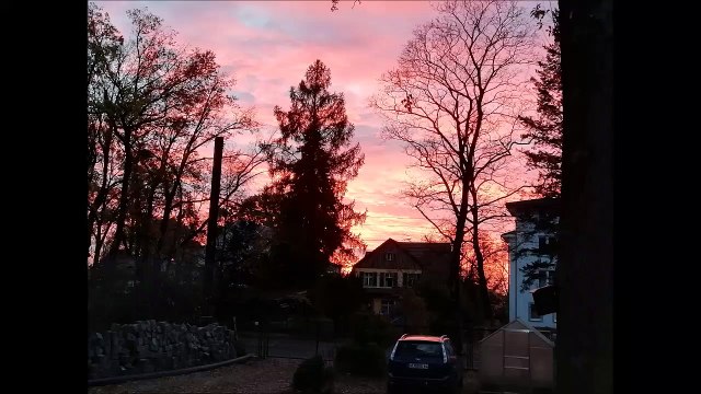 Der clevere Fuchs ist ein Feinschmecker