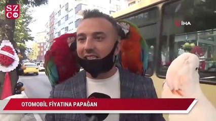 Otomobil fiyatına papağan