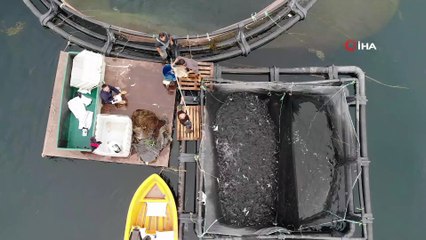 Karadeniz’in balığı Güneydoğu’dan
