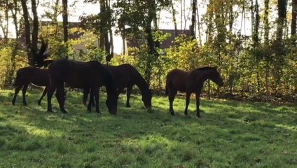 Bientôt des chevaux élevés en famille au château de La Motte-Tilly