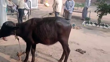 दुधारू भैंस पर तेजाब डालकर जलाने का आरोप, पीड़ित पहुंचे थाने