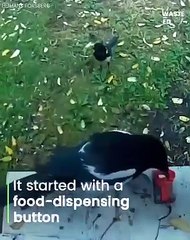 اختراع مذهل يجعل طائر يساهم في أعمال النظافة