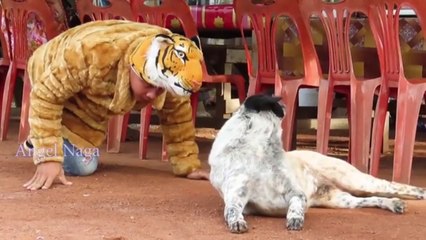 Tiger Head Fake Prank VS Dogs Funny Funny prankAngel Naga
