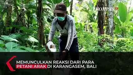 Petani Arak di Bali Tolak RUU Larangan Minuman Beralkohol