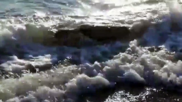 Ölü caretta caretta sahile vurdu - MUĞLA