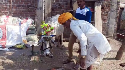 सुवासरा क्षेत्र में आज गोवर्धन पूजा, गौ माता पूजा