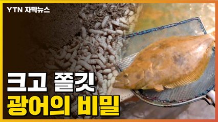 [자막뉴스] "커지고 육질도 좋아졌어요"...광어의 비밀 / YTN